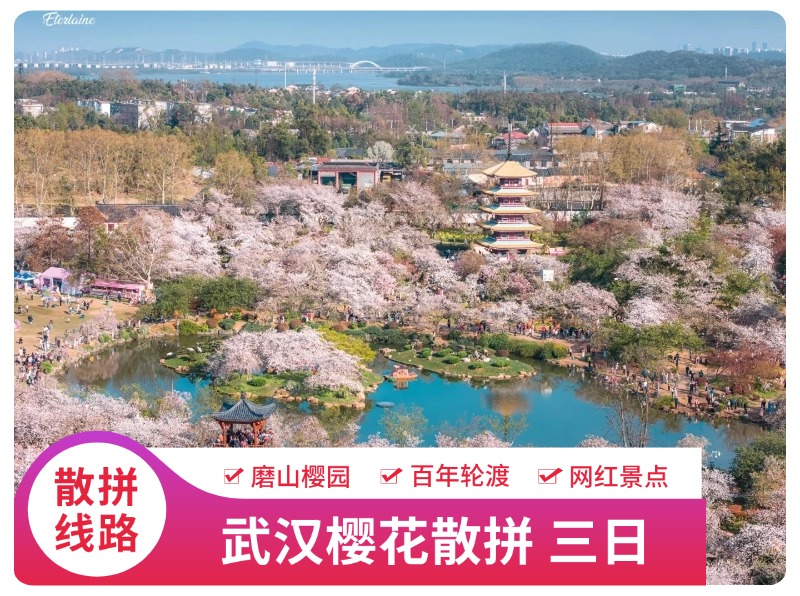 武汉樱花散拼三日游 散拼组团1. 世界三大赏樱地之一  东湖磨山樱园 2. 世界七大奇迹之一 湖北省博物馆 3. 武汉标志景点一网游完， 4. 与“名人”合影 5. 体验百年轮渡 6. 品武汉特色美食。